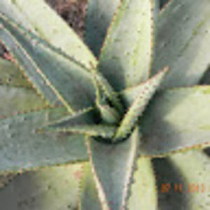 Meet your Posher, Arden